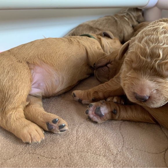 Jack Rogers Ronnie Boots Size 8 Brand New - Picture 2 of 12